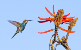 BRASILIANAS | Pr&ecirc;mio On&ccedil;a Pintada abre mostra sobre biodiversidade do DF