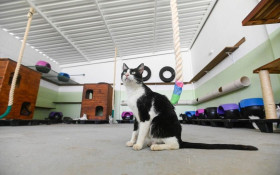 Protetora denuncia impedimento em tentativa de ado&ccedil;&atilde;o no DPBea em Campinas (SP)