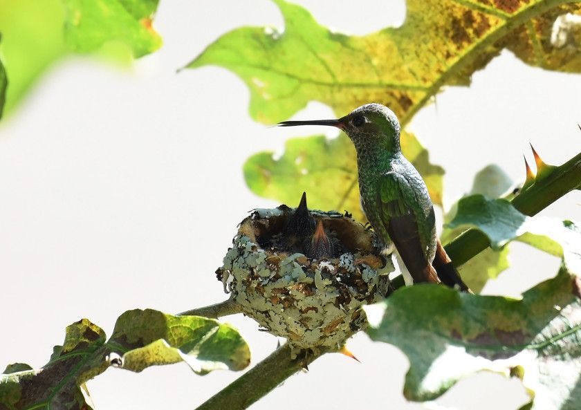 Mostra reúne 20 séries fotográficas selecionadas no primeiro edital do prêmio Macaque in the trees