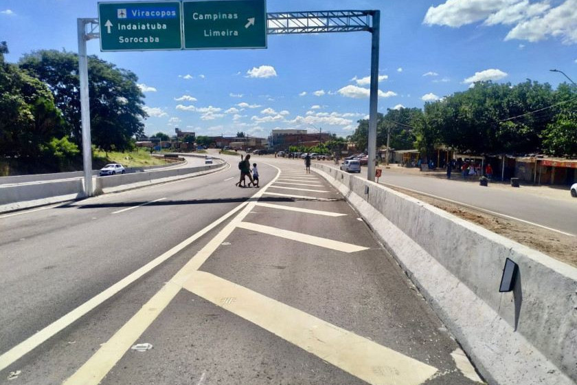 Macaque in the trees