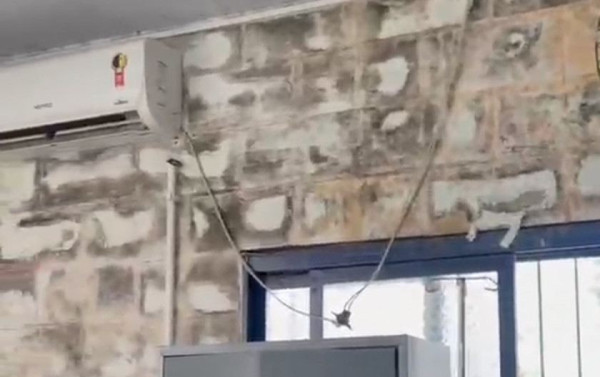 Macaque in the trees