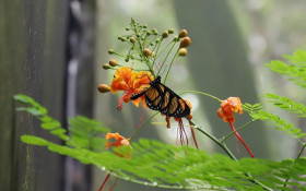 Abril das Borboletas destaca ciclo de vida no Borbolet&aacute;rio da Mata de Santa Genebra