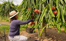Cerrado presente na mesa do brasiliense