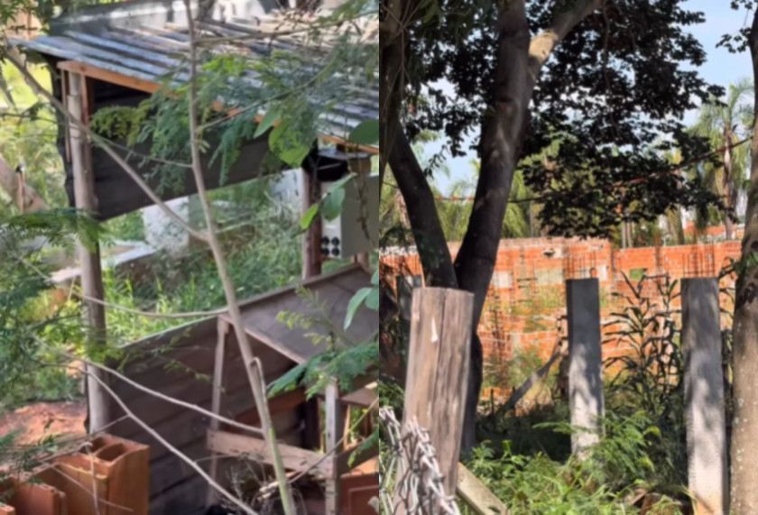 Macaque in the trees