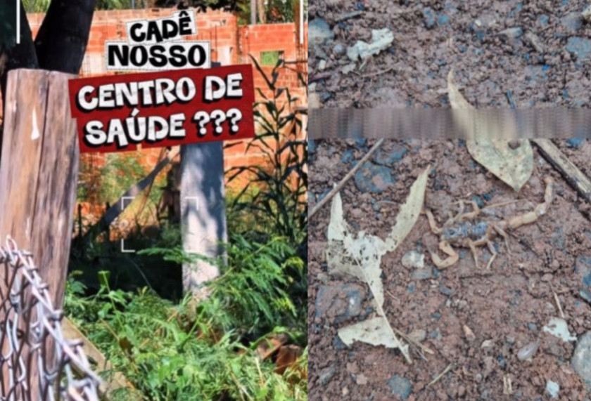 Macaque in the trees