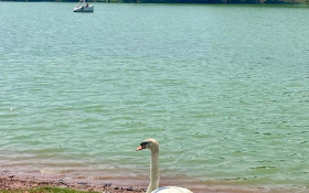 &Uacute;nico cisne p&uacute;blico de Campinas (SP) est&aacute; sumido h&aacute; quase um m&ecirc;s; pol&iacute;cia investiga furto