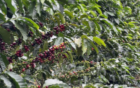 Caf&eacute; brasileiro vai al&eacute;m da x&iacute;cara e do copo