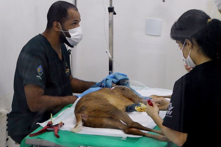 Macaque in the trees