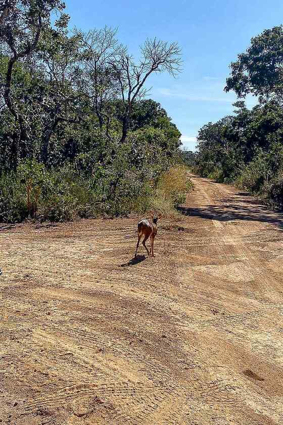 Macaque in the trees