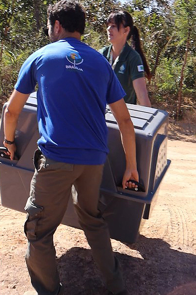 Macaque in the trees
