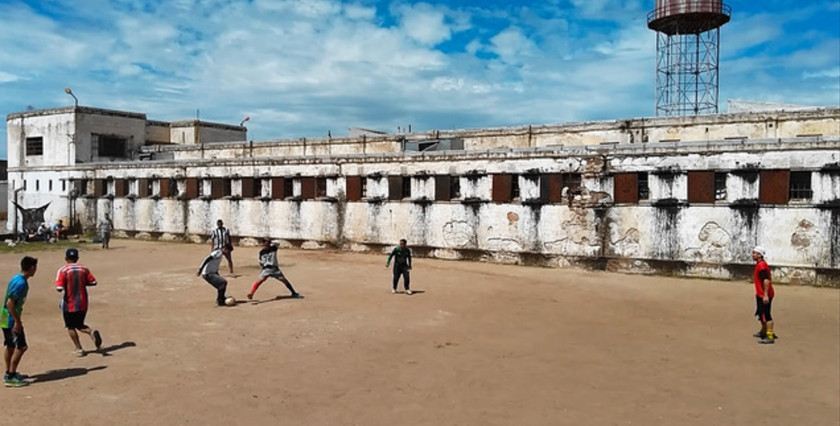 Macaque in the trees