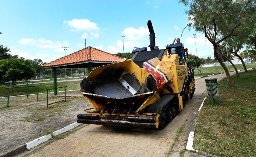 Macaque in the trees