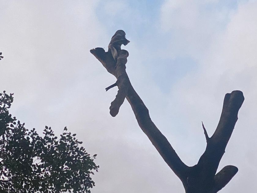 Macaque in the trees