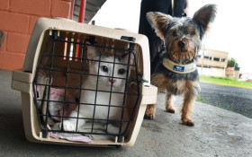 Mutir&atilde;o de castra&ccedil;&atilde;o em Campinas utiliza sistema federal SinPatinhas para cadastro de pets