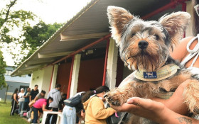 Campinas recebe programa de castra&ccedil;&atilde;o gratuita do governo federal no Vida Nova