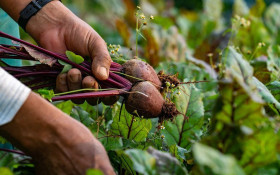 SC dedica o m&ecirc;s &agrave; campanha focada em a&ccedil;&otilde;es de sanidade animal e vegetal