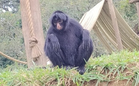BRASILIANAS | Novo macaco-aranha chega ao Zoo