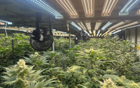 Planta&ccedil;&atilde;o de maconha &eacute; descoberta em Mogi 
