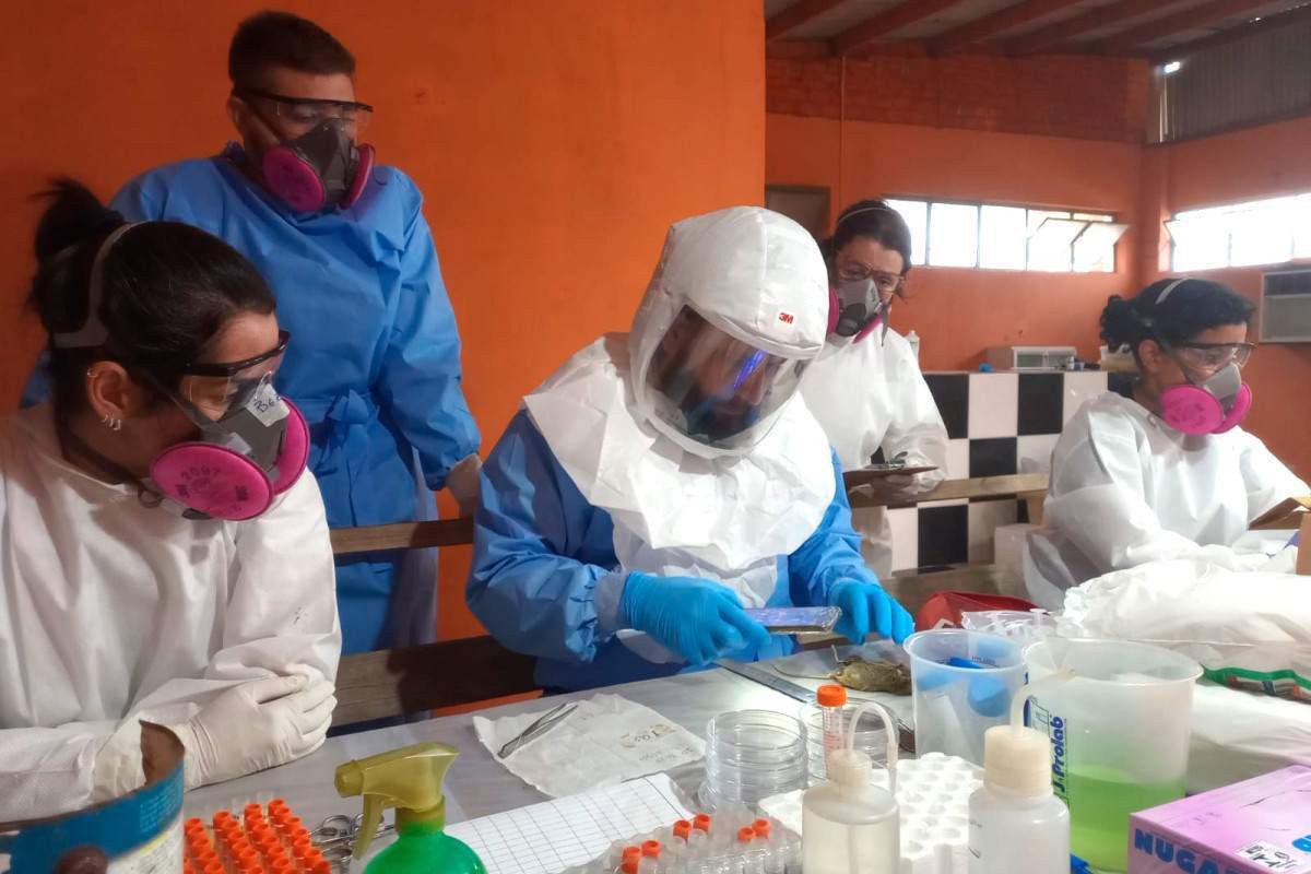 Paran&aacute; investiga 11 casos de hantavirose no estado