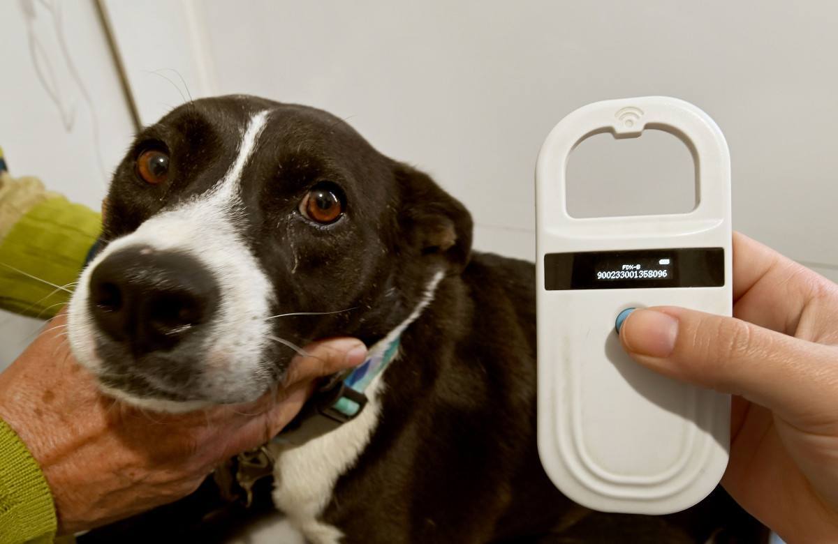 Consultório Veterinário Móvel: a unidade 2 fica até quinta na Vila Castelo Branco; dia 18 estará no Conjunto Habitacional Vida Nova; unidade 1 está na região do Campo Grande