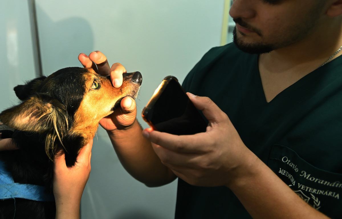 Consultório Veterinário Móvel: a unidade 2 fica até quinta na Vila Castelo Branco; dia 18 estará no Conjunto Habitacional Vida Nova; unidade 1 está na região do Campo Grande