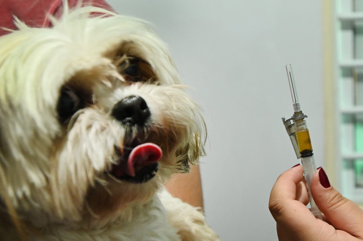 Consultório Veterinário Móvel: a unidade 2 fica até quinta na Vila Castelo Branco; dia 18 estará no Conjunto Habitacional Vida Nova; unidade 1 está na região do Campo Grande