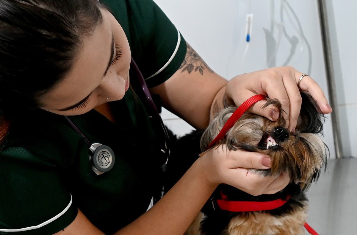 Consultório Veterinário Móvel: a unidade 2 fica até quinta na Vila Castelo Branco; dia 18 estará no Conjunto Habitacional Vida Nova; unidade 1 está na região do Campo Grande