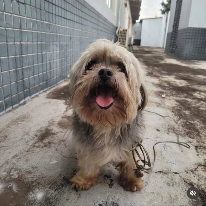 BRASILIANAS | Cachorro vai at&eacute; a DP e 'registra seu desaparecimento'