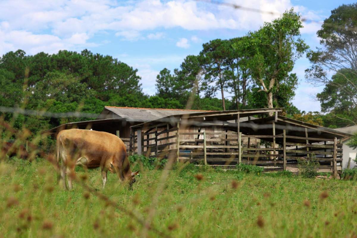 Crimes contra o agroneg&oacute;cio reduzem 9% em Santa Catarina