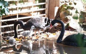 Pq. Ecol&oacute;gico de Americana ganha novos filhotes de aves