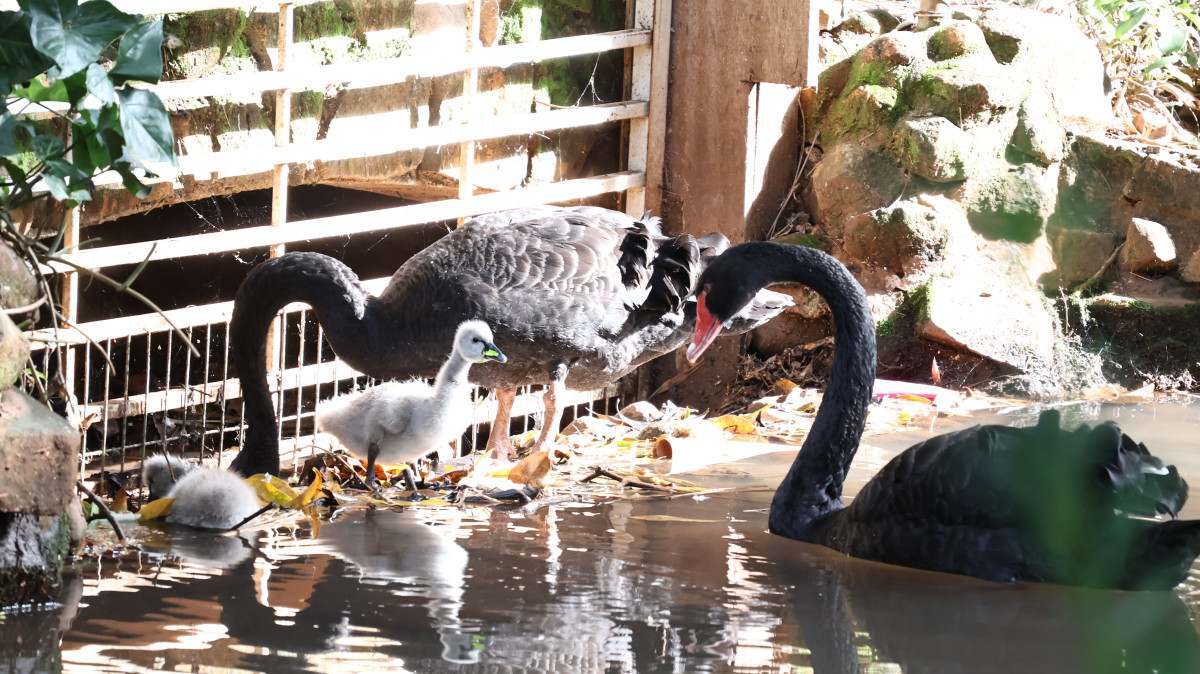 Pq. Ecol&oacute;gico de Americana ganha novos filhotes de aves