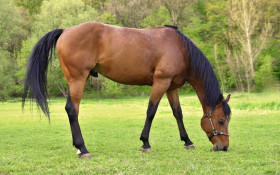 GRANDE CAMPINAS | MP‑SP processa fabricante de ra&ccedil;&atilde;o ap&oacute;s morte de cavalos