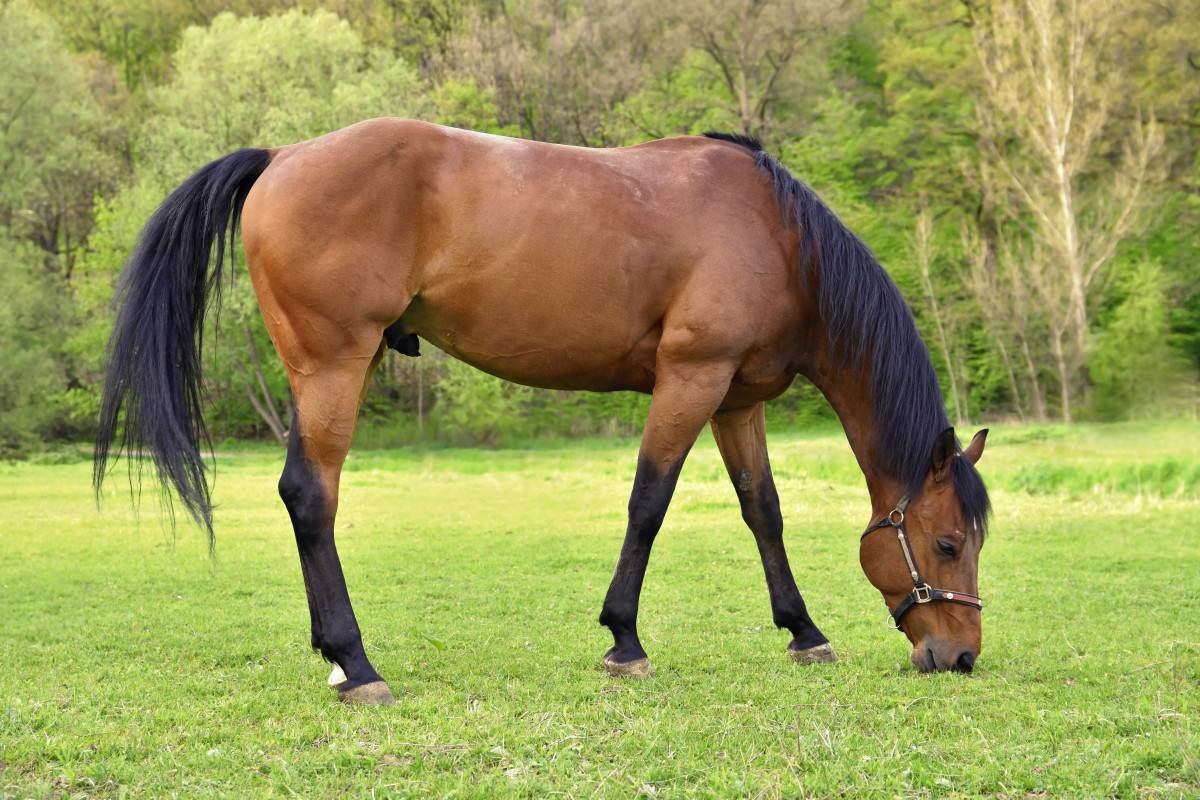 GRANDE CAMPINAS | MP‑SP processa fabricante de ra&ccedil;&atilde;o ap&oacute;s morte de cavalos