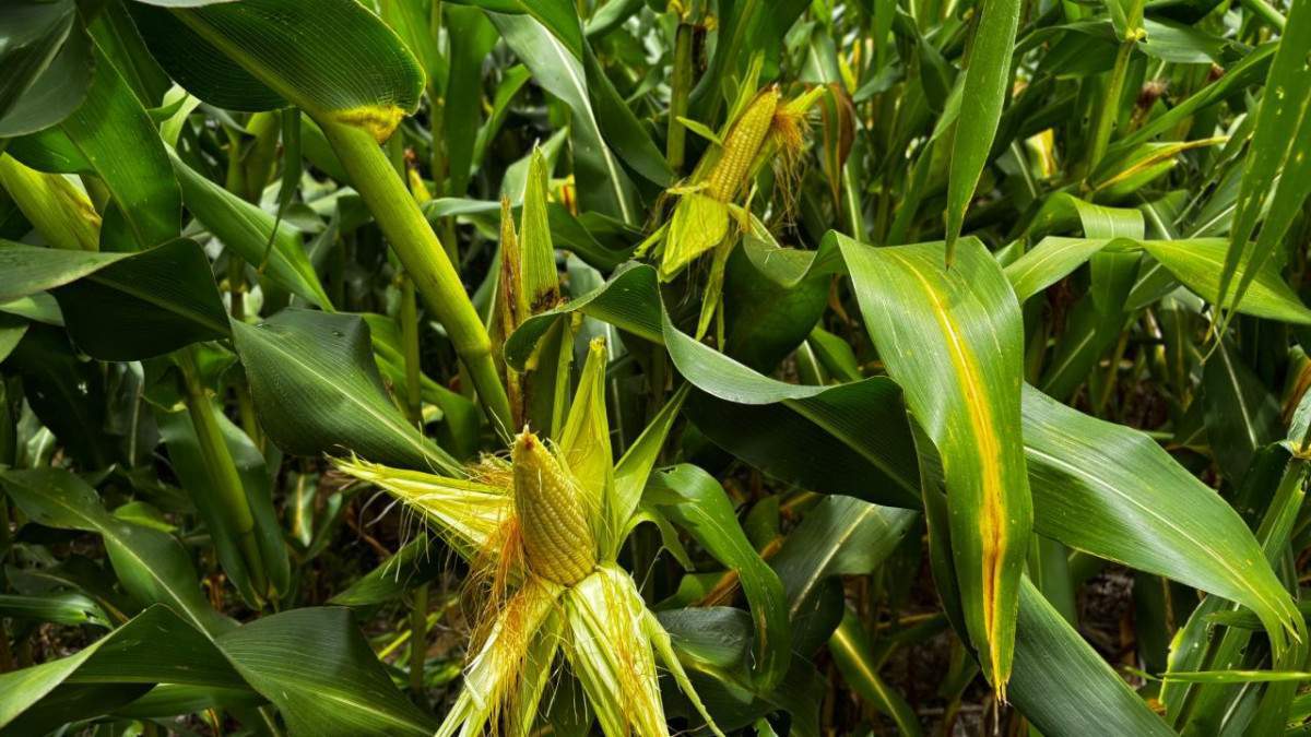 Goi&aacute;s pode registrar segunda maior colheita de milho da hist&oacute;ria do estado