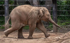 Justi&ccedil;a determina mudan&ccedil;a de elefanta de parque em SC para santu&aacute;rio em MT