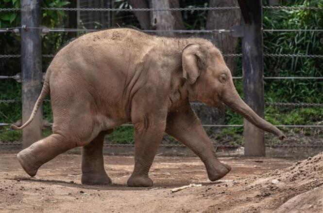 Justi&ccedil;a determina mudan&ccedil;a de elefanta de parque em SC para santu&aacute;rio em MT