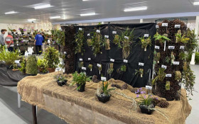Valinhos sedia 18&ordf; Exposi&ccedil;&atilde;o Nacional de Orqu&iacute;deas neste final de semana