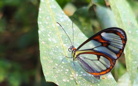 Borboleta de asas transparentes &eacute; registrada em parque de Niter&oacute;i