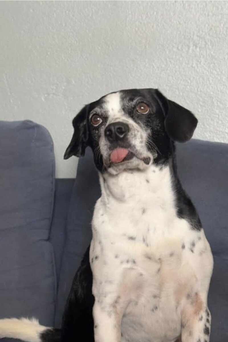 Drones, c&atilde;o farejador e recompensa: a mobiliza&ccedil;&atilde;o em Campinas para achar o c&atilde;o Scooby