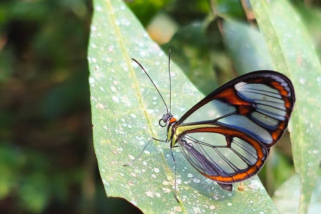 Borboleta de asas transparentes &eacute; registrada em parque de Niter&oacute;i