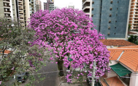 Ip&ecirc;s come&ccedil;am a florescer em Campinas e anunciam a temporada de cores