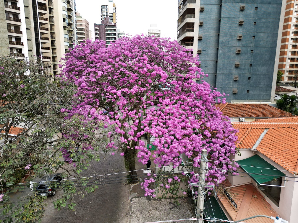 Ip&ecirc;s come&ccedil;am a florescer em Campinas e anunciam a temporada de cores