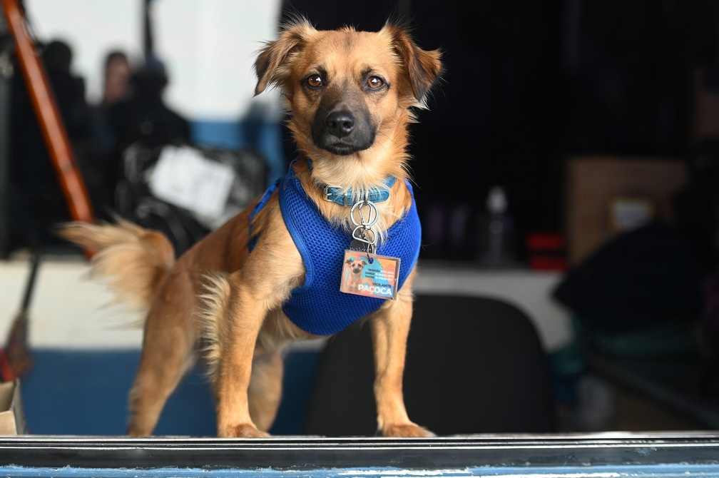 Pa&ccedil;oca, o cachorro que virou mascote do Ceprocamp em Campinas