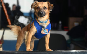 Pa&ccedil;oca, o cachorro que virou mascote do Ceprocamp em Campinas