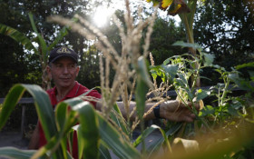 Agricultores familiares aumentam renda em 30%, diz estudo