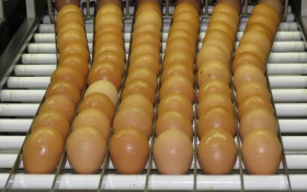 Consumo de ovos deve crescer 6%
no Brasil