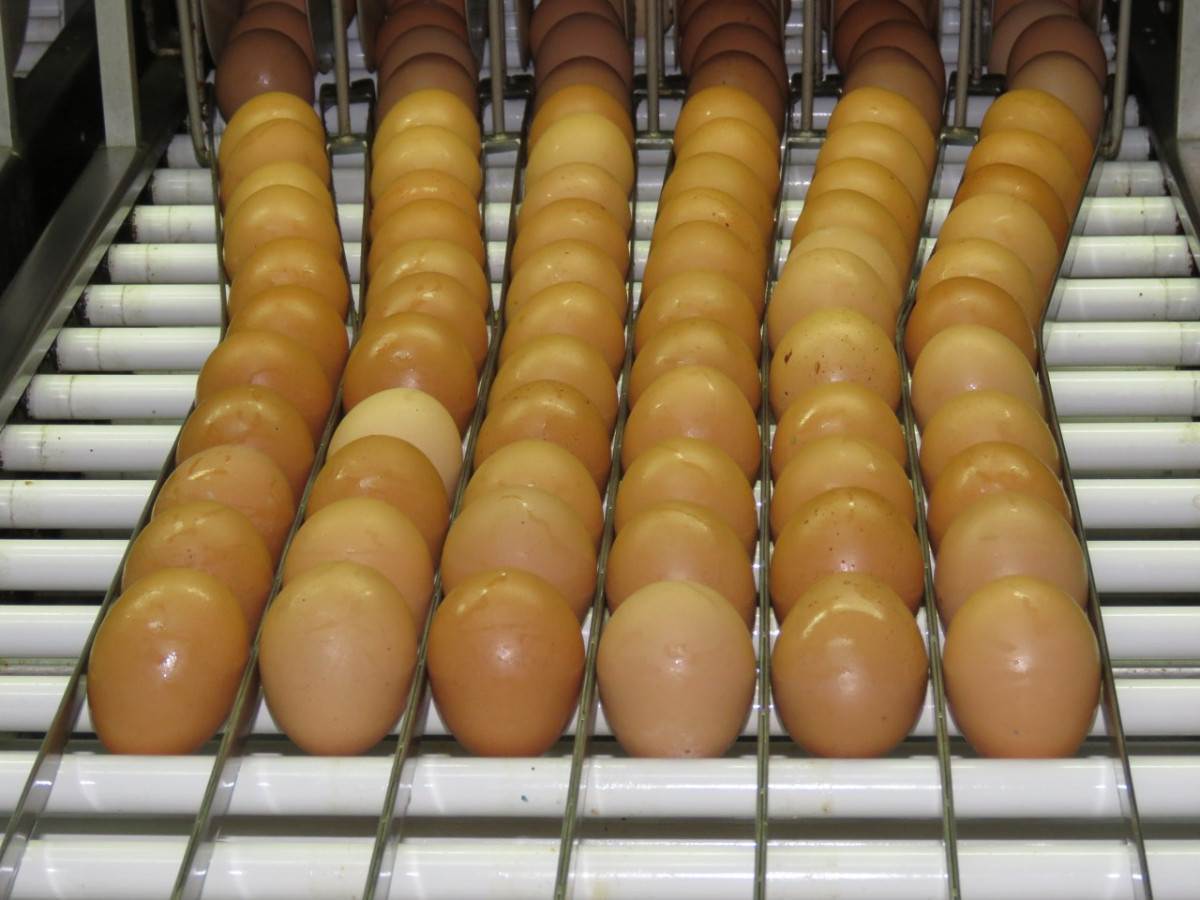 Consumo de ovos deve crescer 6%
no Brasil