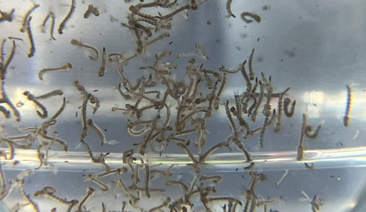 Indaiatuba antecipa a&ccedil;&otilde;es contra a dengue para 2026/2027