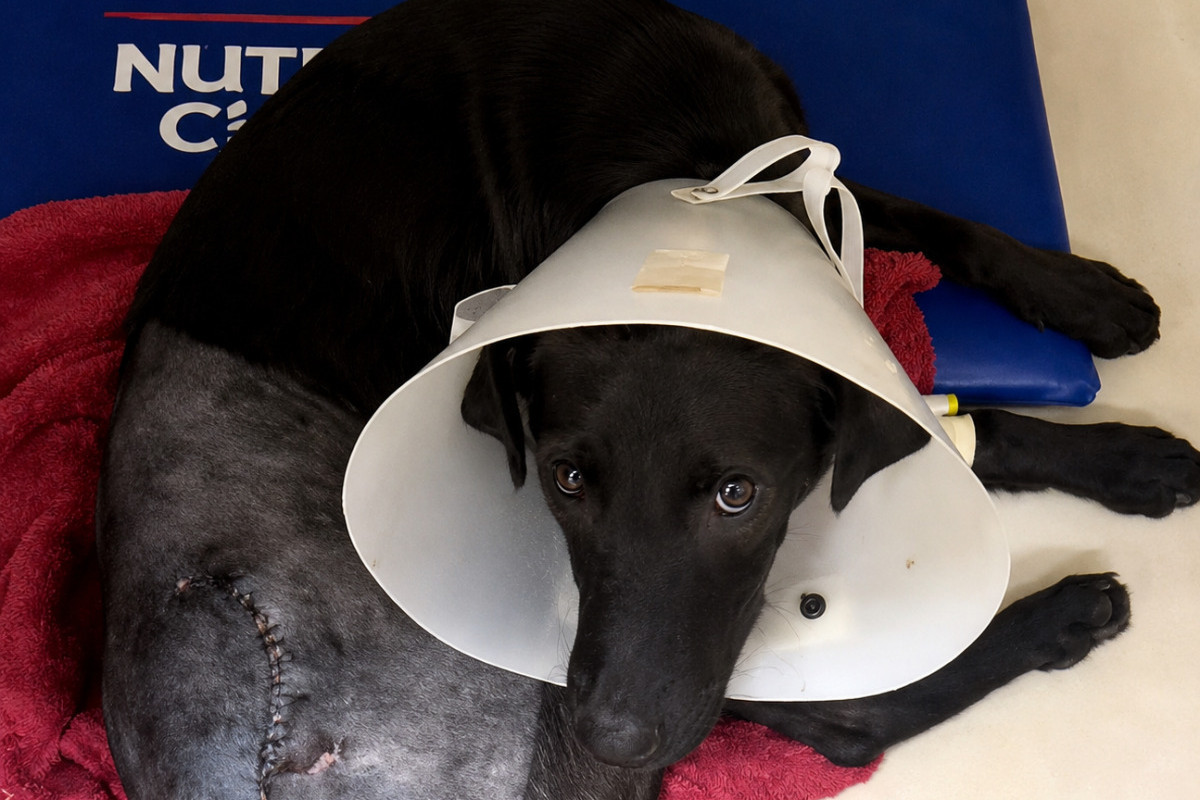Atropelamento de c&atilde;o reacende alerta no Retiro