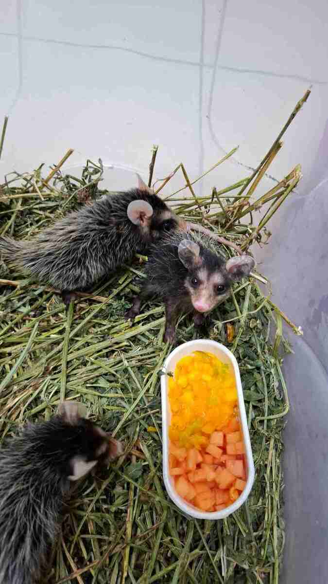 Animais resgatados retornam &agrave; natureza ap&oacute;s reabilita&ccedil;&atilde;o